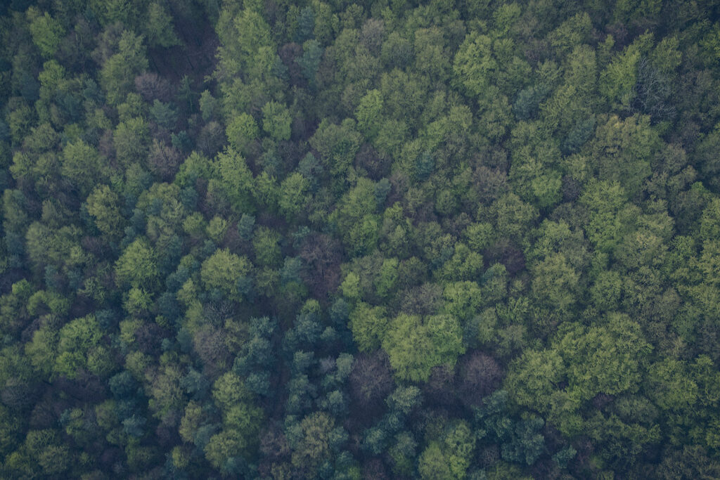 The forests of the Pontiac, Quebec